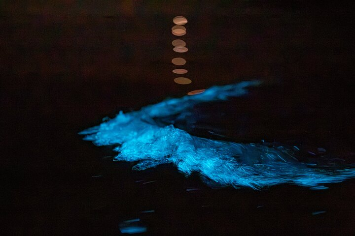 Auckland Bioluminescence Kayak Tour - Photo 1 of 14